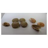 Sea Shells and Rocks