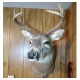 Cape Mount 6 point Buck - 13 inch spread Cape Mount 6 point Buck - 13 inch spread