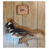 Duck mount and wood plaque (4 inch by 6 inch)