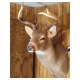 Cape Mount 10 point Buck - 16 inch spread, 9 Cape Mount 10 point Buck - 16 inch spread, 9
