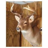 Cape Mount 10 point Buck - 16 inch spread, 9