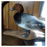 Redhead Duck mount Redhead Duck mount