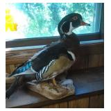 Wood Duck mount