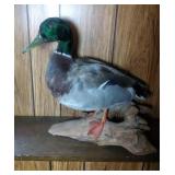 Mallard Duck mount