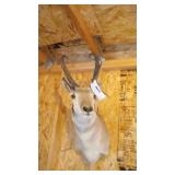 Pronghorn Antelope shoulder mount