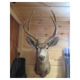 LG 6 POINT DEER MOUNT