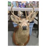 8 POINT DEER MOUNT
