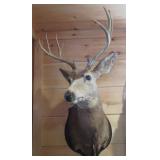 10 POINT DEER MOUNT