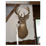 DEER MOUNT