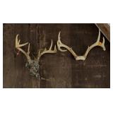 6 DEER EUROPEAN MOUNTS