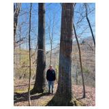 Commercial Timber on Tracts 14, 15 & 22 ONLY