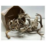Deer Skull and Antlers