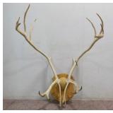 Mounted Caribou Antlers (24" Spread)