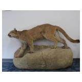 Stunning Cougar Taxidermy In Rock Mount