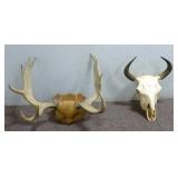 Moose Antlers & Buffalo Bison Skull