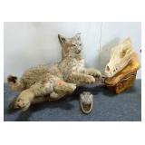Baby Bobcat, Aligator Head, & Mounted Wolf Skull