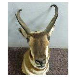 Antelope Shoulder Mount