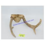Deer Antlers