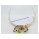 Deer Antlers