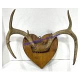 Mounted Deer Antlers