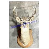 Mounted Deer Head