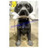 Dog Statue (13")