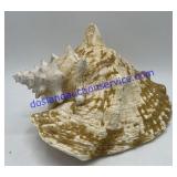 Large Conch Shell 10"x6"x8"