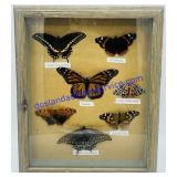 Butterfly Shadow Box Display (12 x 9)