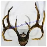 Wooden Plaque Mounted Buck Antlers