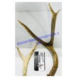 2 Small Buck Antlers