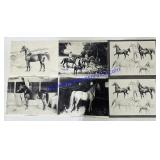 6 Horse Prints. 14ï¿½x11ï¿½