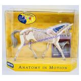 Breyer Traditional Anatomy in Motion