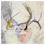 Plaque Mounted Antlers