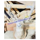 Taxidermy Buck Head