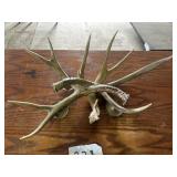 Deer Antlers