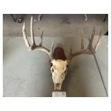 Deer Skull
