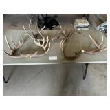 3 Pair of Deer Antlers