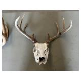 Deer Skull