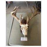 Deer Skull