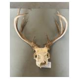 Deer Skull