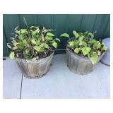 Two Wood Planters With Hostas