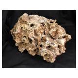 Agatized Coral Cold Water Agate 13lbs 10oz