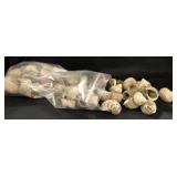 Sea Shells 1lb 1.2oz