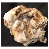 Agatized Coral Coldwater Agate 1 Lb 2.3 Oz