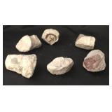 Utah Red Horn Corals (fossilized Agatized) (6) -