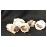 Utah Red Horn Corals (fossilized And Agatized)