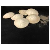 Fossilized sand dollars (6)