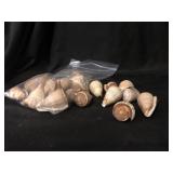 Conus Figulinus (24) Philippines 1lb 3.2 oz