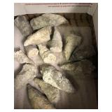 Horn coral fossils (15) 2 lbs 13.2 oz