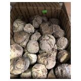 Thundereggs (whole) Oregon 20 lbs